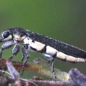 Rhinotia sparsa at Majura, ACT - 1 Feb 2019