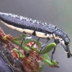 Rhinotia sparsa at Majura, ACT - 1 Feb 2019