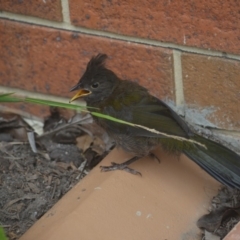 Psophodes olivaceus (Eastern Whipbird) at Kalaru, NSW - 28 Dec 2018 by DavidL.Jones