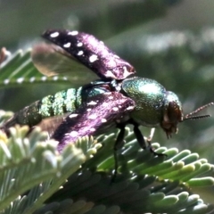 Diphucrania leucosticta (White-flecked acacia jewel beetle) at Paddys River, ACT - 21 Feb 2019 by jb2602