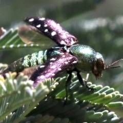 Diphucrania leucosticta (White-flecked acacia jewel beetle) at Cotter Reserve - 21 Feb 2019 by jbromilow50