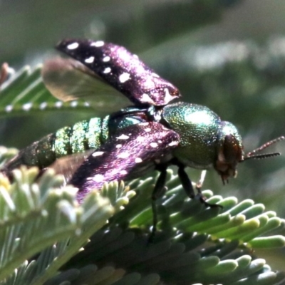 Diphucrania leucosticta (White-flecked acacia jewel beetle) at Cotter Reserve - 21 Feb 2019 by jbromilow50