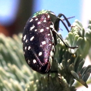 Diphucrania leucosticta at Paddys River, ACT - 21 Feb 2019