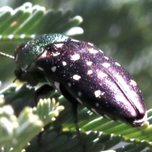 Diphucrania leucosticta at Paddys River, ACT - 21 Feb 2019