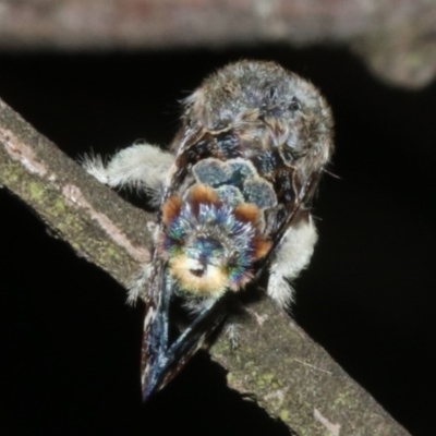 Genduara acedesta (Painted Clear Winged Snout Moth) at Mount Ainslie - 10 Mar 2019 by jb2602