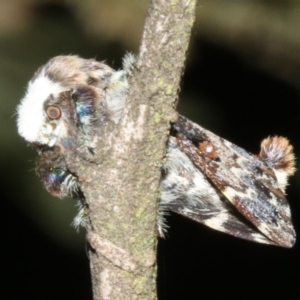 Genduara acedesta at Ainslie, ACT - 10 Mar 2019 11:28 PM