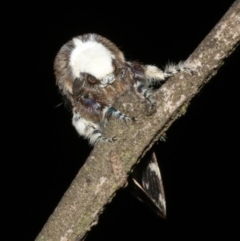 Genduara acedesta at Ainslie, ACT - 10 Mar 2019 11:28 PM