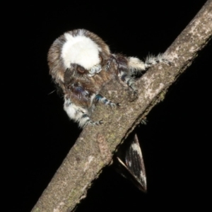 Genduara acedesta at Ainslie, ACT - 10 Mar 2019 11:28 PM