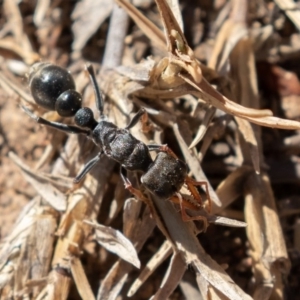 Myrmecia sp., pilosula-group at Coree, ACT - 11 Mar 2019