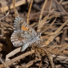 Lucia limbaria (Chequered Copper) at Coree, ACT - 10 Mar 2019 by rawshorty