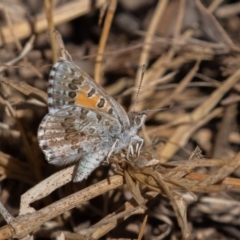 Lucia limbaria (Chequered Copper) at Coree, ACT - 11 Mar 2019 by rawshorty