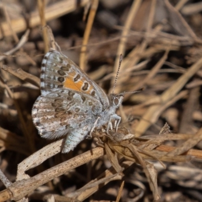 Lucia limbaria (Chequered Copper) at Coree, ACT - 11 Mar 2019 by rawshorty