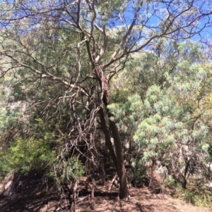 Eucalyptus wilcoxii at suppressed - suppressed