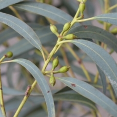 Eucalyptus wilcoxii at suppressed - suppressed