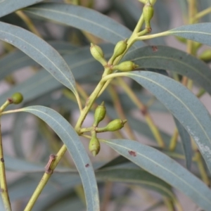 Eucalyptus wilcoxii at suppressed - suppressed
