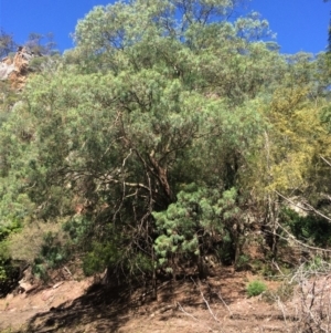 Eucalyptus wilcoxii at suppressed - suppressed