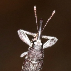 Rhinotia phoenicoptera at Majura, ACT - 28 Jan 2019