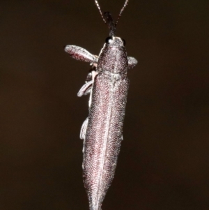 Rhinotia phoenicoptera at Majura, ACT - 28 Jan 2019 09:35 PM