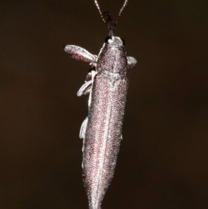Rhinotia phoenicoptera at Majura, ACT - 28 Jan 2019