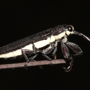 Rhinotia phoenicoptera at Majura, ACT - 28 Jan 2019 09:35 PM