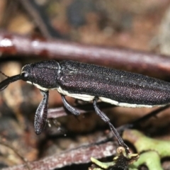 Rhinotia phoenicoptera at Majura, ACT - 28 Jan 2019 09:35 PM