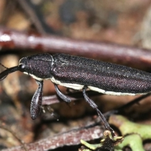 Rhinotia phoenicoptera at Majura, ACT - 28 Jan 2019 09:35 PM