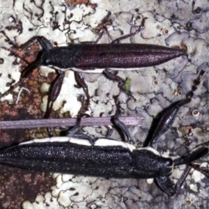 Rhinotia phoenicoptera at Majura, ACT - 28 Jan 2019 09:45 PM