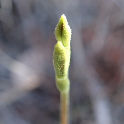 Eriochilus cucullatus (Parson's Bands) at Cook, ACT - 11 Mar 2019 by CathB