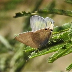 Jalmenus icilius (Amethyst Hairstreak) at Googong, NSW - 11 Mar 2019 by JohnBundock