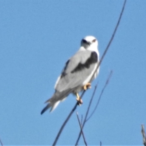 Elanus axillaris at Googong Foreshore - 12 Mar 2019