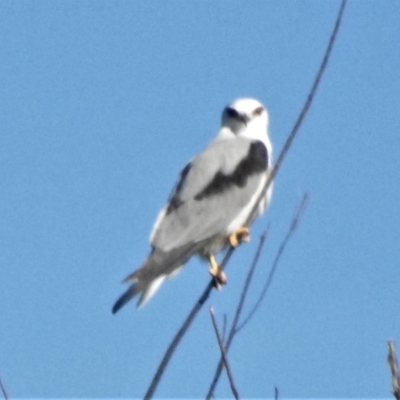 Elanus axillaris (Black-shouldered Kite) at Googong Foreshore - 12 Mar 2019 by JohnBundock