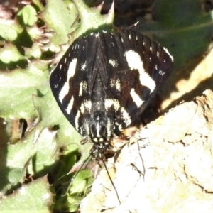 Phalaenoides tristifica at Googong, NSW - 12 Mar 2019