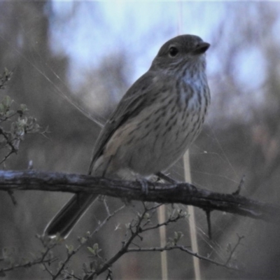 Pachycephala rufiventris (Rufous Whistler) at Googong, NSW - 11 Mar 2019 by JohnBundock