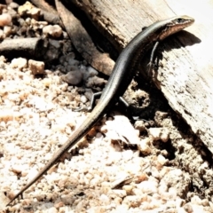 Pseudemoia entrecasteauxii (Woodland Tussock-skink) at Namadgi National Park - 11 Mar 2019 by JohnBundock