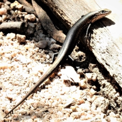 Pseudemoia entrecasteauxii (Woodland Tussock-skink) at Tennent, ACT - 11 Mar 2019 by JohnBundock