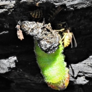 Vespula germanica at Tennent, ACT - 11 Mar 2019