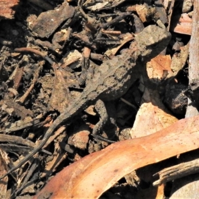 Rankinia diemensis (Mountain Dragon) at Tennent, ACT - 11 Mar 2019 by JohnBundock