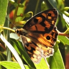 Heteronympha penelope (Shouldered Brown) at Namadgi National Park - 11 Mar 2019 by JohnBundock