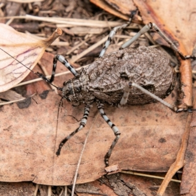 Acripeza reticulata (Mountain Katydid) at Cotter River, ACT - 9 Mar 2019 by SWishart