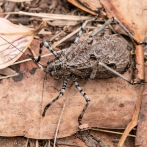 Acripeza reticulata at Cotter River, ACT - 9 Mar 2019