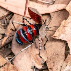 Acripeza reticulata at Cotter River, ACT - 9 Mar 2019