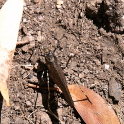 Acripeza reticulata (Mountain Katydid) at Cotter River, ACT - 20 Feb 2019 by SWishart