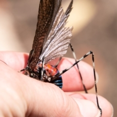 Acripeza reticulata at Cotter River, ACT - 20 Feb 2019