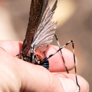 Acripeza reticulata at Cotter River, ACT - 20 Feb 2019