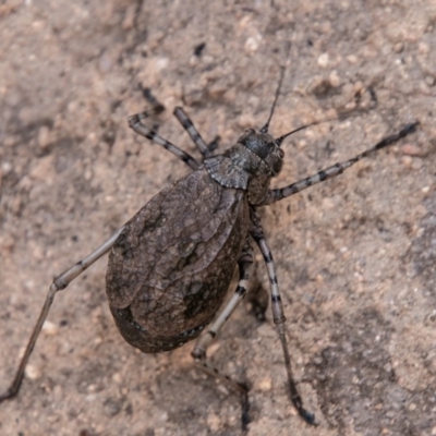 Acripeza reticulata (Mountain Katydid) at Namadgi National Park - 20 Feb 2019 by SWishart