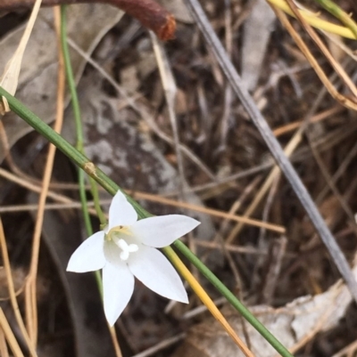 Wahlenbergia stricta subsp. stricta (Tall Bluebell) at Griffith Woodland - 8 Mar 2019 by AlexKirk