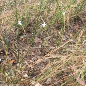 Wahlenbergia stricta subsp. stricta at Griffith, ACT - 8 Mar 2019
