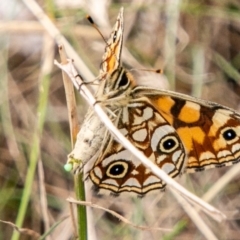 Oreixenica lathoniella (Silver Xenica) at Cotter River, ACT - 9 Mar 2019 by SWishart