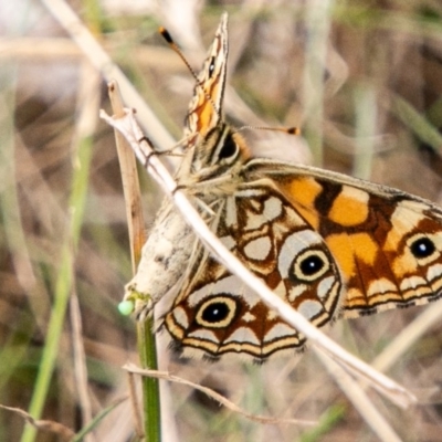 Oreixenica lathoniella (Silver Xenica) at Namadgi National Park - 9 Mar 2019 by SWishart