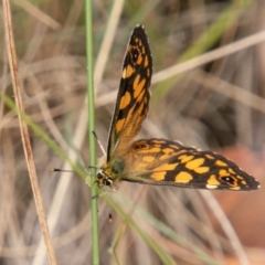 Oreixenica lathoniella at Cotter River, ACT - 9 Mar 2019 01:39 PM